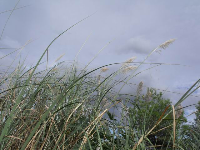 Erianthus ravennae (=Tripidium ravennae) / Canna del Po